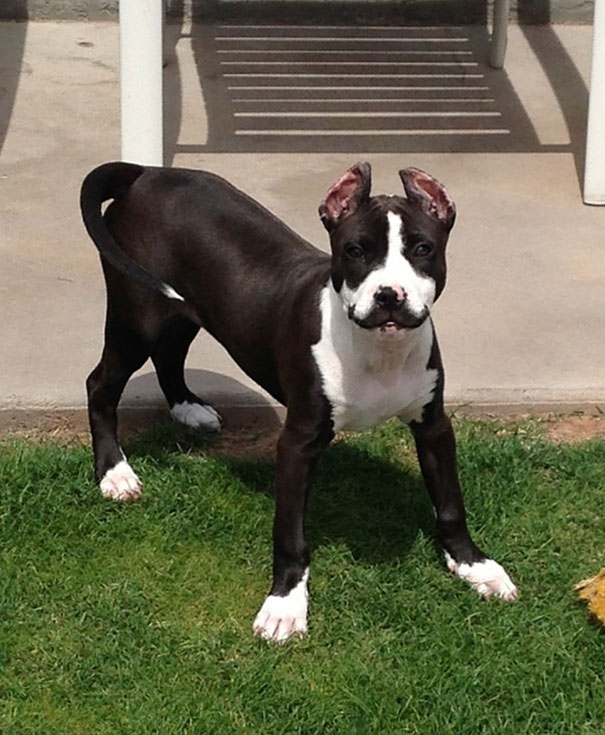 unusual-animal-markings-17