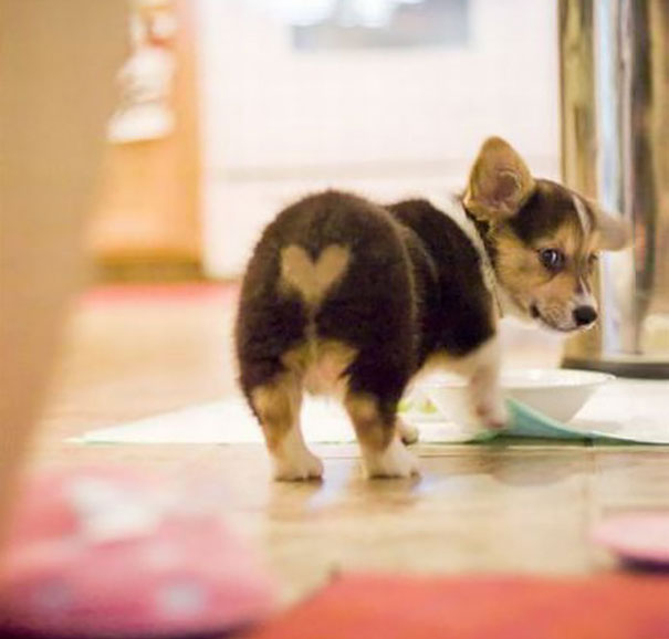 unusual-animal-markings-21b