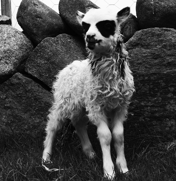 unusual-animal-markings-39b