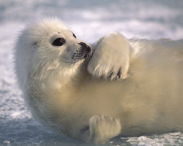 326381__baby-seal_p