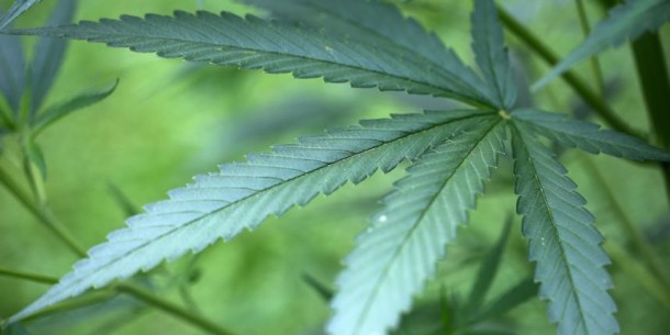 cannabis