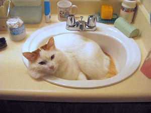 chat-et-lavabo