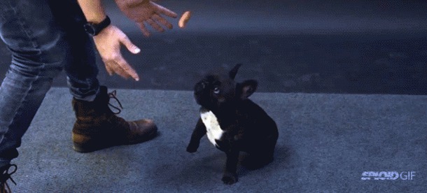 les chiens et la saucisse