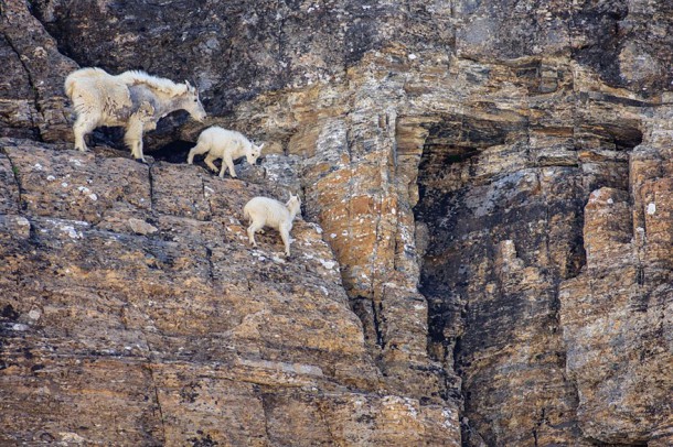 crazy-goats-on-cliffs-16