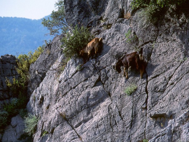 crazy-goats-on-cliffs-9