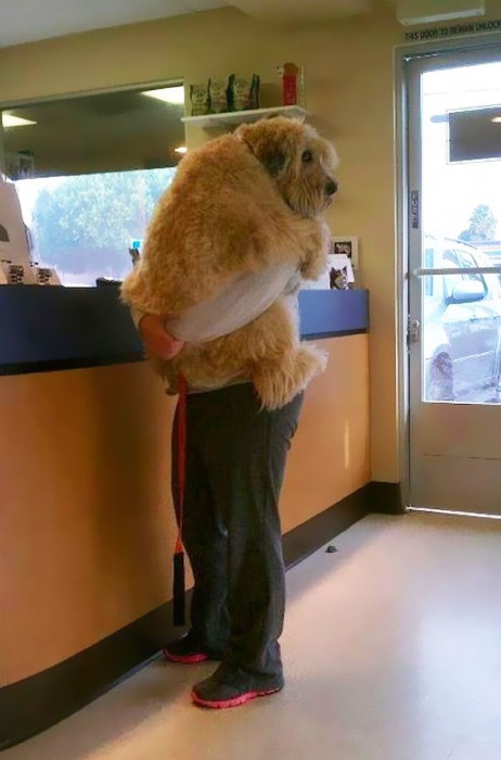 cute-dogs-hugging-humans-11