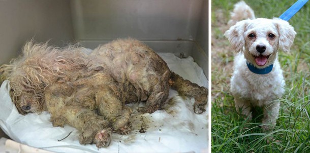 dog-makeover-before-after-rescue-15