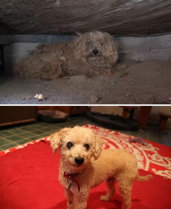 dog-makeover-before-after-rescue-39