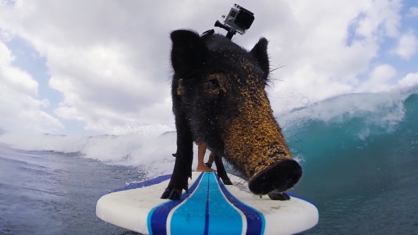 kama le cochon surfeur