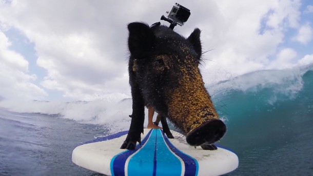 kama le cochon surfeur