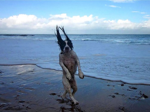 pefectly-timed-dog-photos-23
