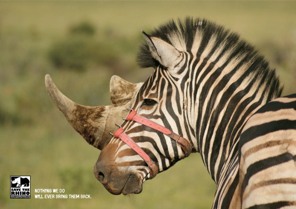 Exemple de campagne pour sauver les Rhinocéros : "Il n'y a rien que nous puissions faire pour revenir en arrière..."