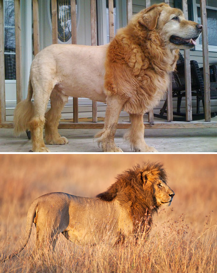 chien lion