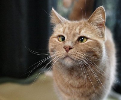 3062444739_1_3_HfmMbHn8