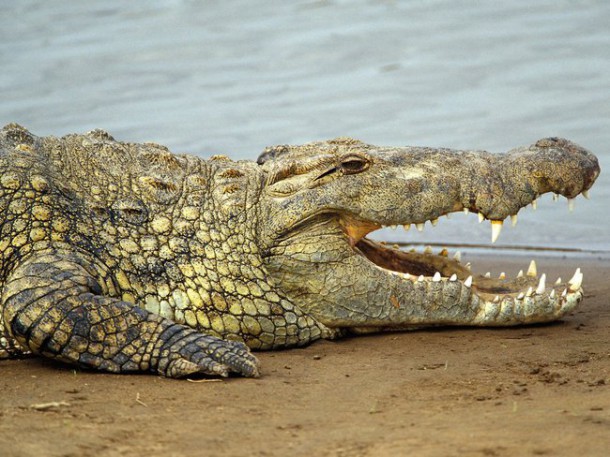 Deux heures, c'est le temps pendant lequel les crocodiles du Nil peuvent retenir leur respiration