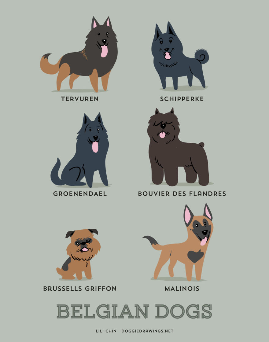 Dogs-Of-The-World-Cute-Poster-Series-Shows-The-Geographic-Origin-Of-Dog-Breeds3__880