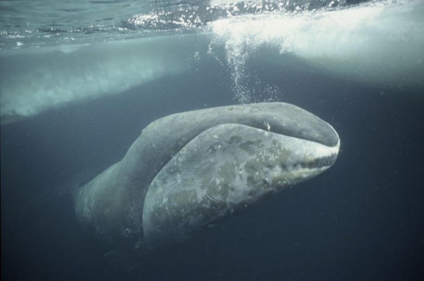 La baleine boréale
