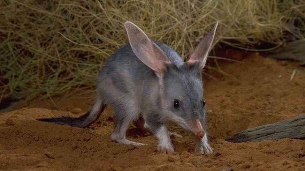 Le Bilby