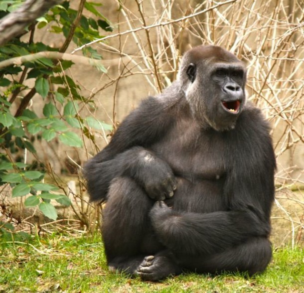 Les singes sont chatouilleux et peuvent même rire lorsqu'on les titille
