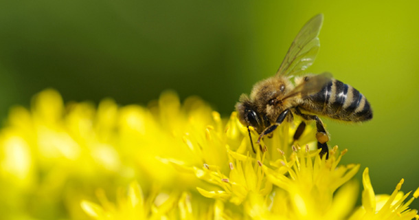 L'orgasme d'une abeille mâle peut le tuer