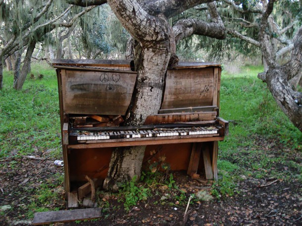 The Old piano tree, Californie