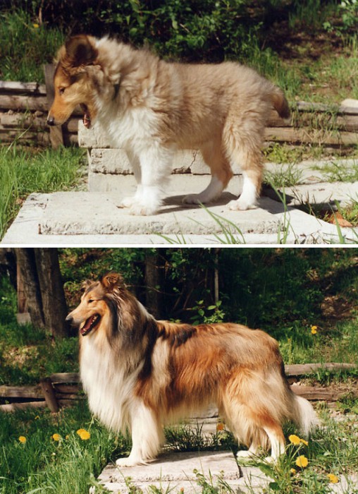 animals-before-after-growing-up-5