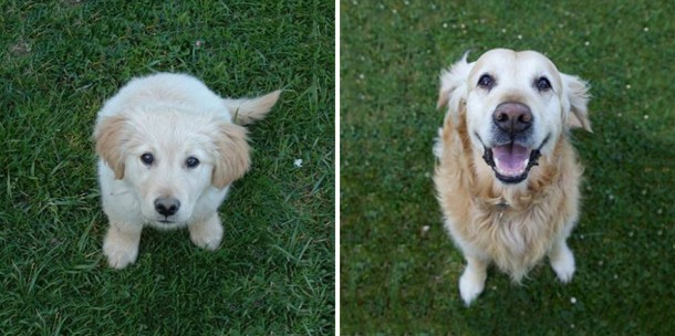 animals-before-after-then-now-16