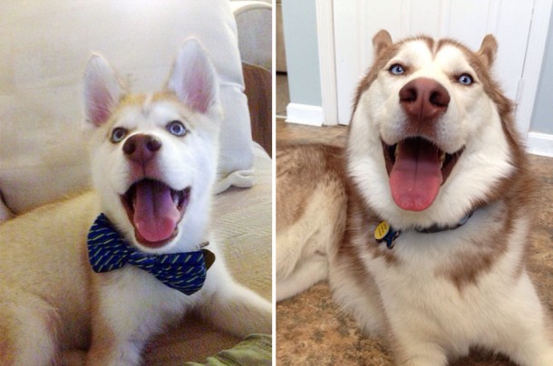 animals-before-after-then-now-29