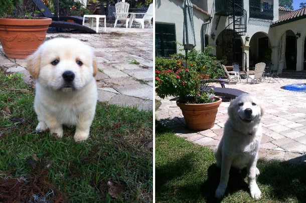 animals-before-after-then-now-48