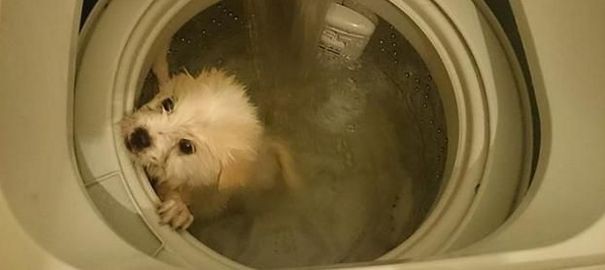 chien-dans-machine-a-laver_5040822