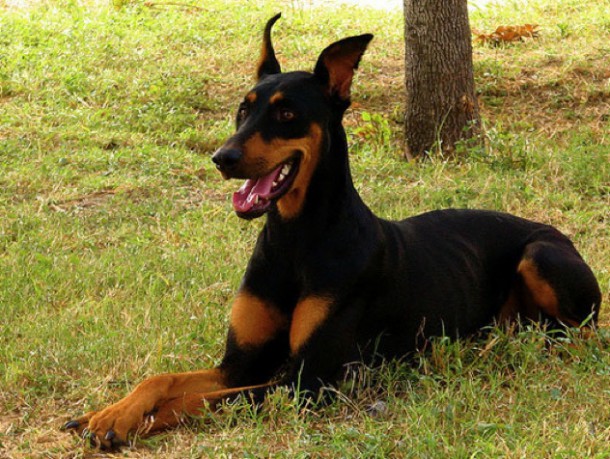 doberman