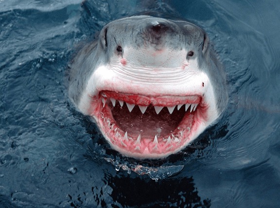 requin