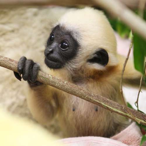 Gibbon de Hainan