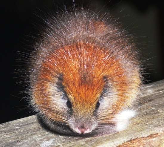 Santamartamys rufodorsalis