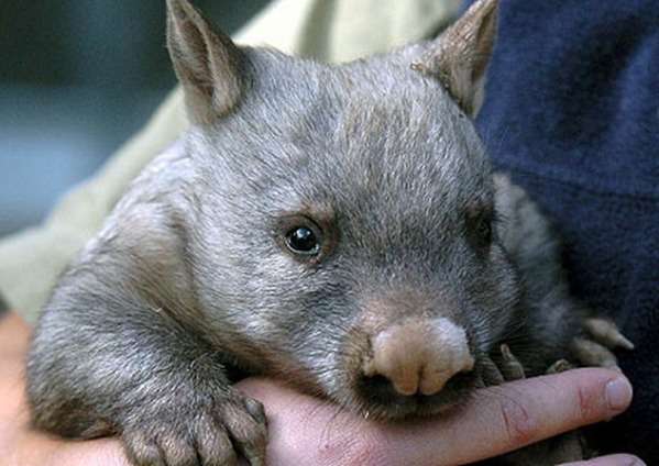 Wombat à nez poilu du Queensland