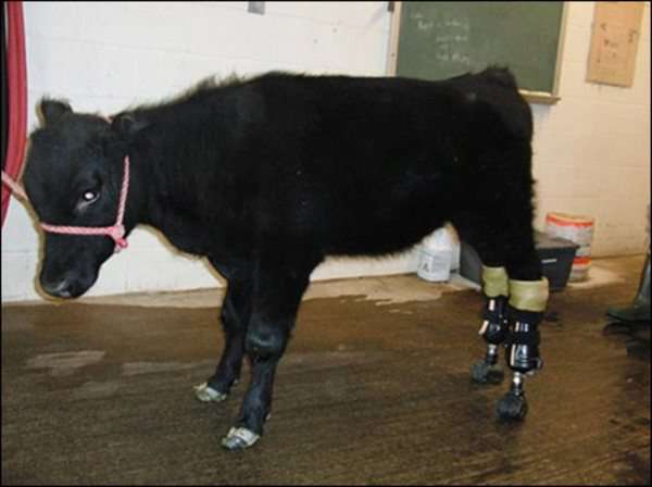 animals-prosthetics-10