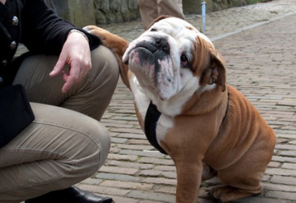 bulldog-original