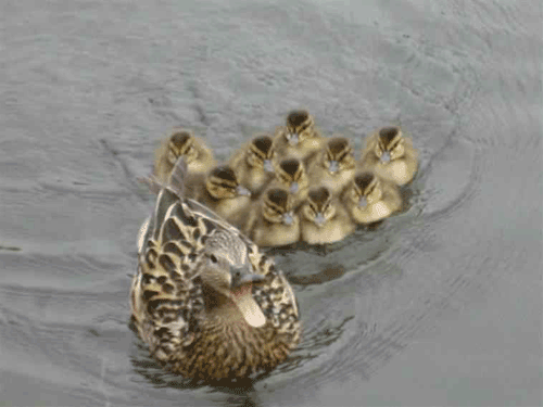 canard11