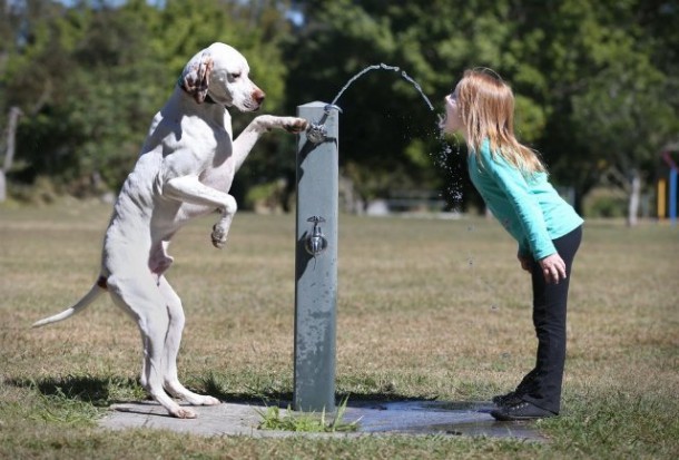 chien-original