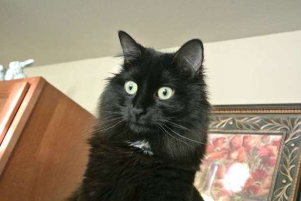 enhanced-buzz-10554-1411586639-40