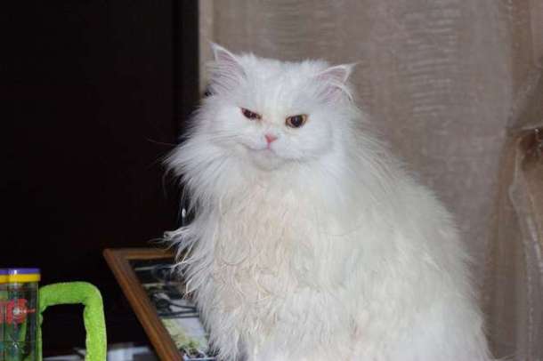 enhanced-buzz-14066-1411582888-14