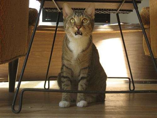 enhanced-buzz-14877-1411582974-40