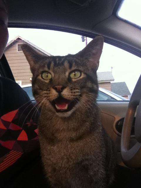 enhanced-buzz-16681-1411582921-11