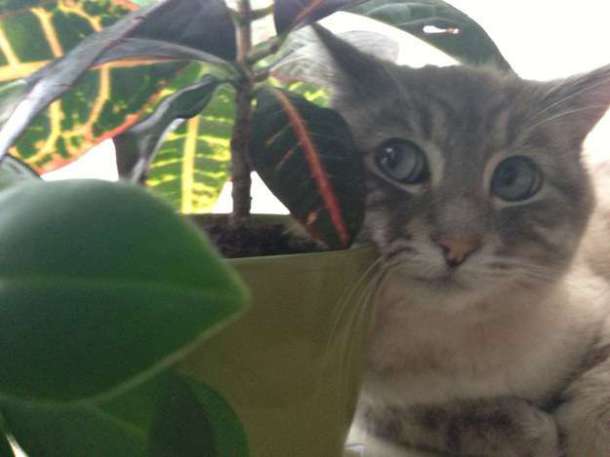 enhanced-buzz-17288-1411582861-13