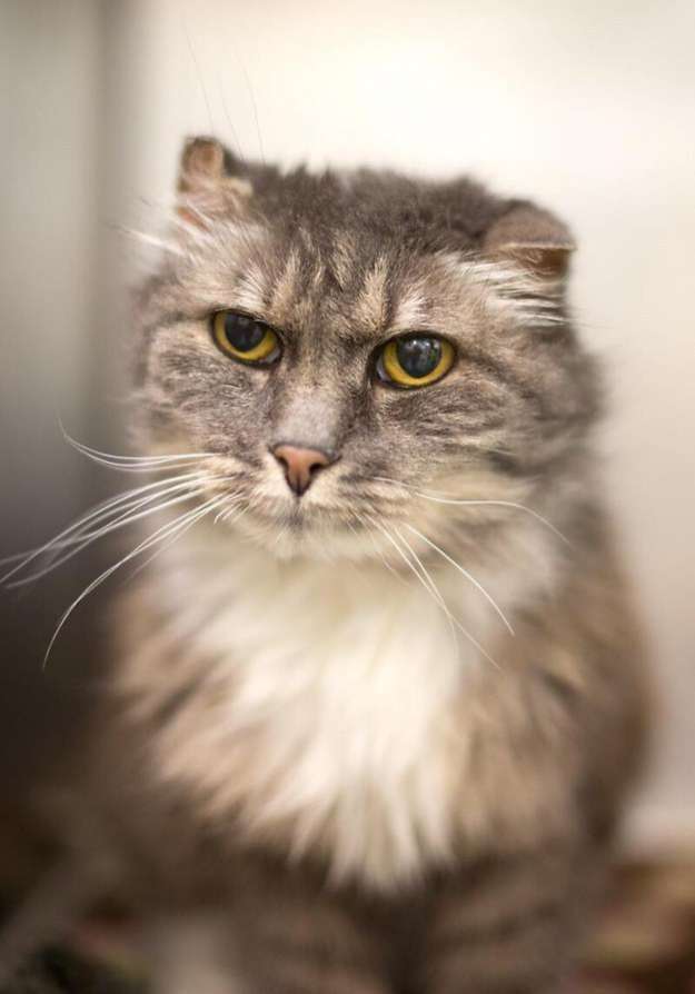 enhanced-buzz-1739-1411583010-16