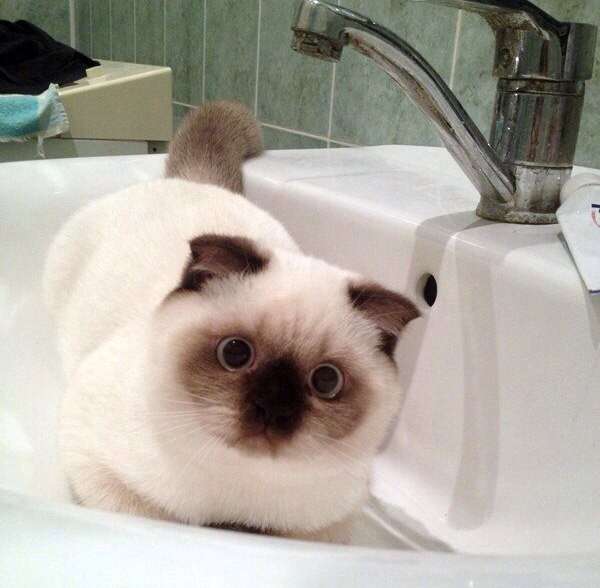 enhanced-buzz-26825-1411583084-4