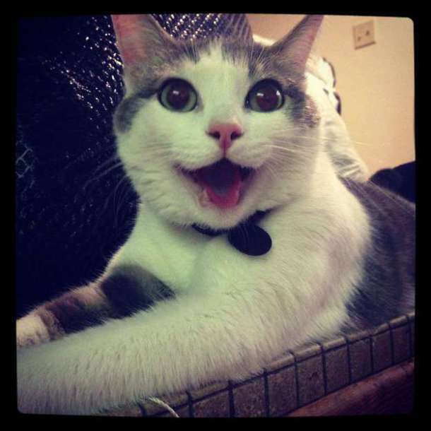 enhanced-buzz-2738-1411586596-17