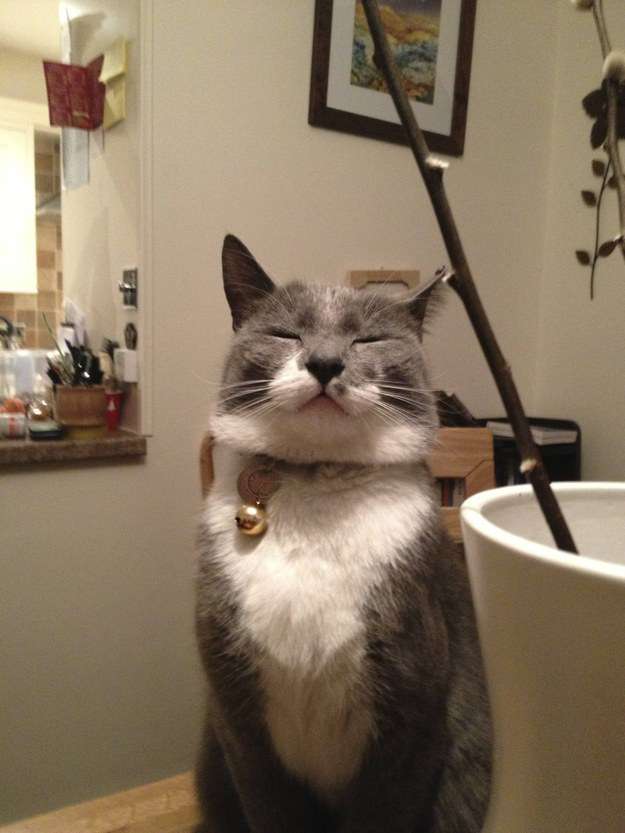 enhanced-buzz-27502-1411583058-15