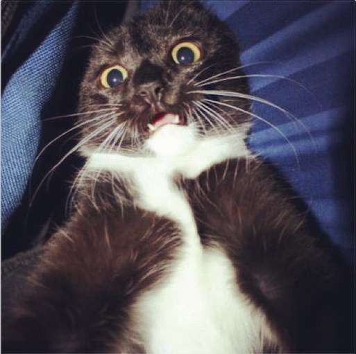 enhanced-buzz-7517-1411582937-25