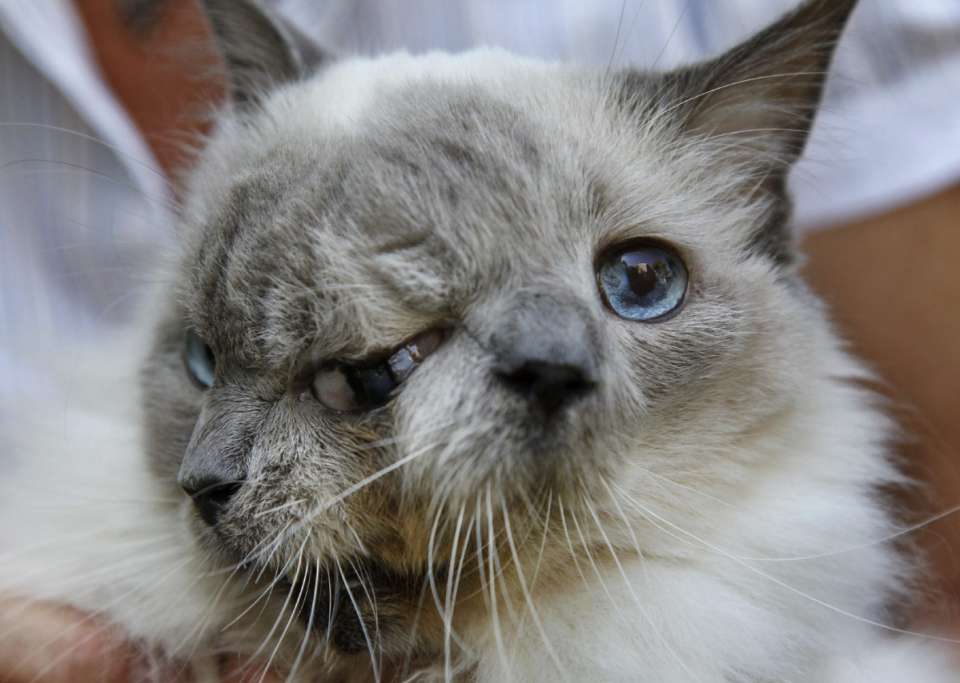 Frank Et Louie Le Premier Chat A Deux Tetes A Vivre Plus De 12 Ans